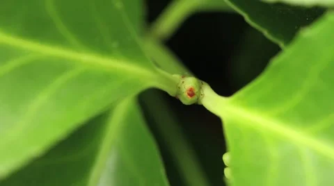 Leaf Tight 2 Stock Footage