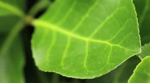 Leaf Tight 動画素材 8151512