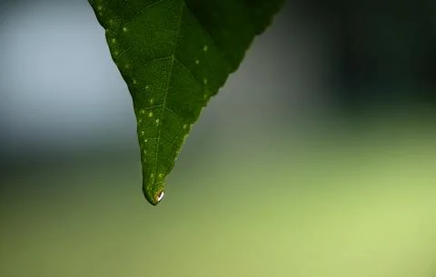 Leaf Tip With Dew Drop Macro Stock Photos