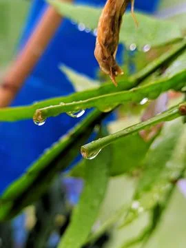 Leaf tip dew Foto stock