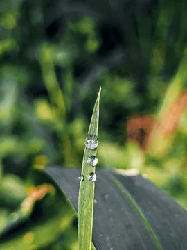 Leaf tip dew Foto stock
