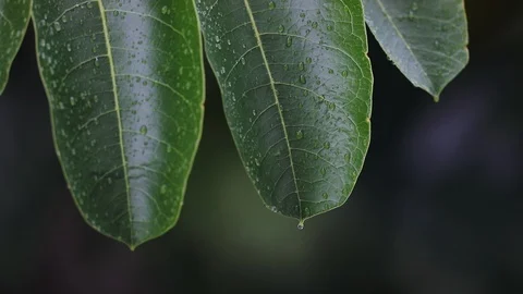 Leaf tips during rainfall 스톡 동영상 126359037