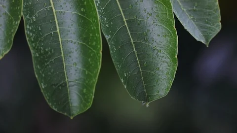 Leaf tips with rain dew after rainfall 스톡 동영상 126361266