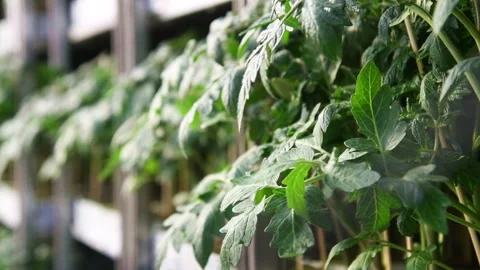 A leaf on a tomato bush Stock Footage 152107168