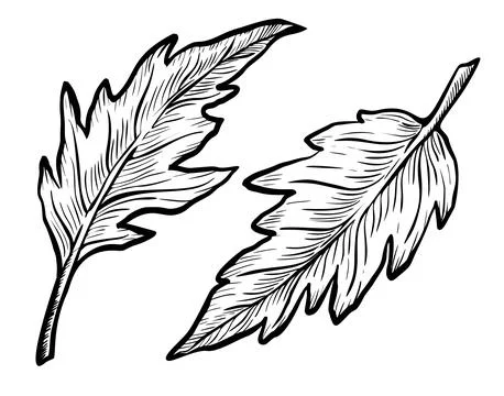 Leaf of tomato plant vector illustration. Hand drawn linear drawing of herb Stock Illustration