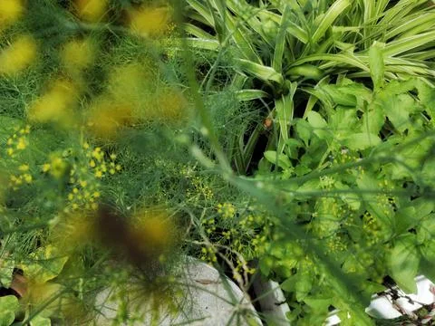 Leaf top view Stock Photos