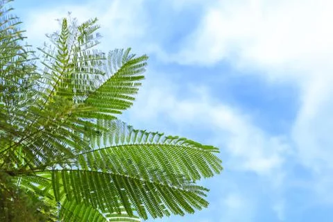 Leaf tree and blue sky. Stock Photos