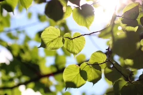 Leaf tree background backlight sunlight Stock Photos