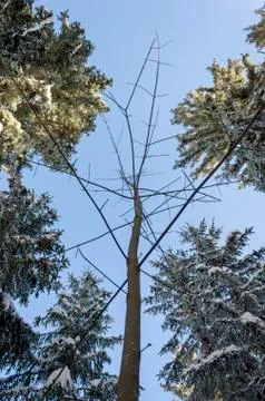 Leaf tree between spruces Stock Photos