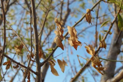 Leaf on the tree with blue sky Stock-Fotos