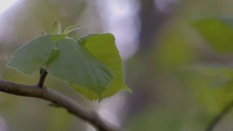 Leaf on a Tree Branch Blowing in the Breeze Video stock 88997028