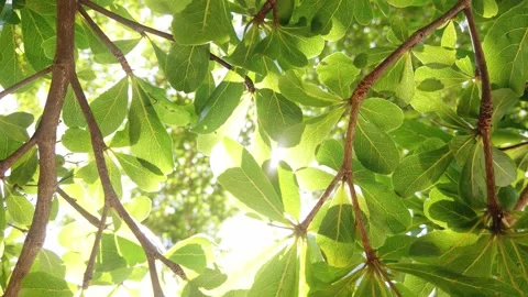 A leaf on a tree branch 库存影片 157868067