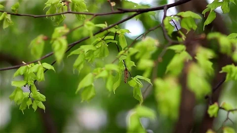 Leaf tree branch. Green Three. Stock Footage