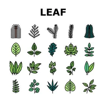Leaf Of Tree, Bush Or Flower Icons Set Vector Stock Illustration