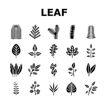 Leaf Of Tree, Bush Or Flower Icons Set Vector Stock Illustration