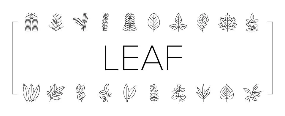 Leaf Of Tree, Bush Or Flower Icons Set Vector Stock Illustration