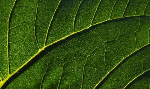 Leaf of the tree color Stock Photos