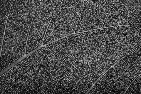 Leaf of the tree color Stock Photos