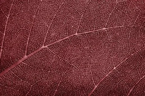 Leaf of the tree color Stock Photos