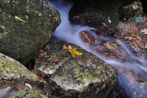 Leaf of a tree fallen on wet rocks with a small stream of water in motion Stock Photos