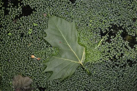 Leaf of a tree floating in a pool of water with small leaves Stock Photos