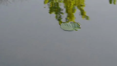 Leaf of a tree floating in a river in nature Stock Footage 268835558