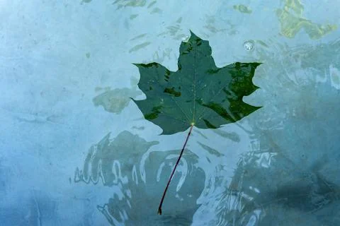A leaf from a tree floats on the water Stock Photos