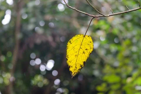 Leaf tree in a forest. Stock Photos