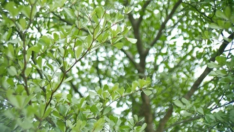 Leaf on tree with green bokeh nature background Stock Footage 88337841