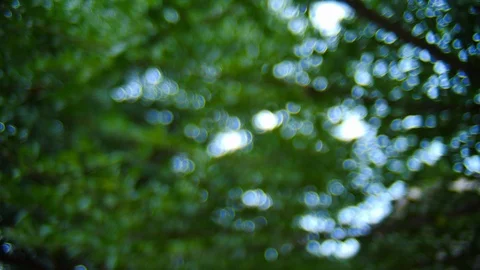 Leaf on tree with green bokeh nature background Stock Footage 90393917