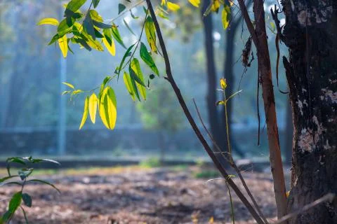 Leaf of a tree hanging by a branch against the sun light. Stock Photos