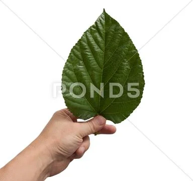 Leaf from a tree in his hand on a white background Stock Photos