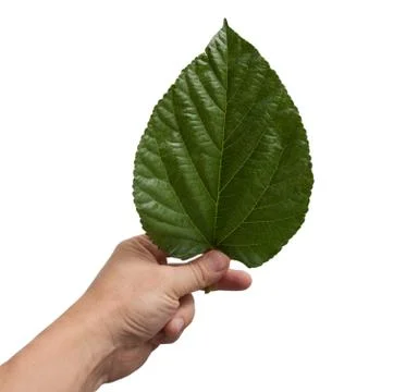 Leaf from a tree in his hand on a white background Stock Photos
