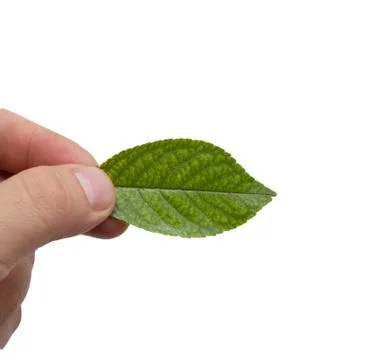 Leaf from a tree in his hand on a white background Stock Photos