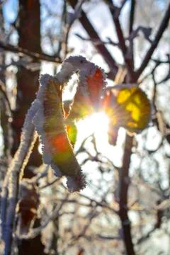 Leaf Tree Ice Snow Winter Frozen Frost Stock Photos