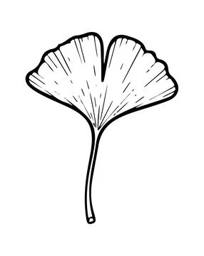 Leaf from a tree icon doodle hand drawn. Outline line drawing clipart symbo.. Stock Illustration