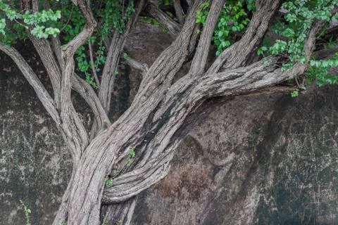Leaf tree with intertwined branches before rock wall Stock Photos