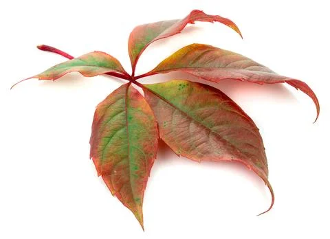 A leaf from a tree isolated on a white background Stock Photos