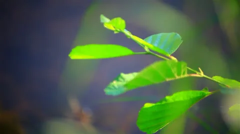 Leaf on a tree by the lake. Stock Footage 25002946