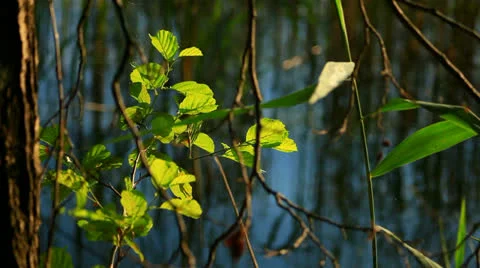 Leaf on a tree by the lake. Stock Footage 25003271
