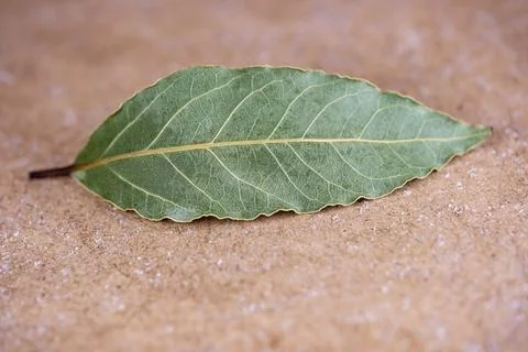 A leaf of a tree is laying on the ground Stock-Fotos