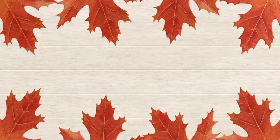 Leaf tree maple flora oak wooden botany forest organic red orange pink colo.. Stock Photos