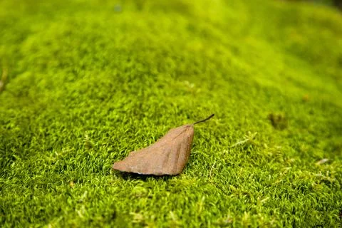 Leaf from a tree on moss Stock Photos