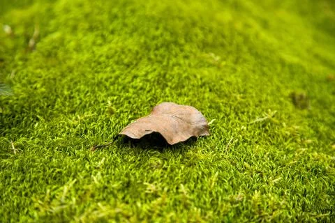 Leaf from a tree on moss Stock Photos