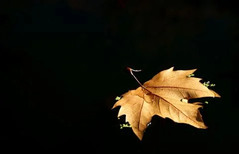 Leaf tree over the lake 스톡 사진