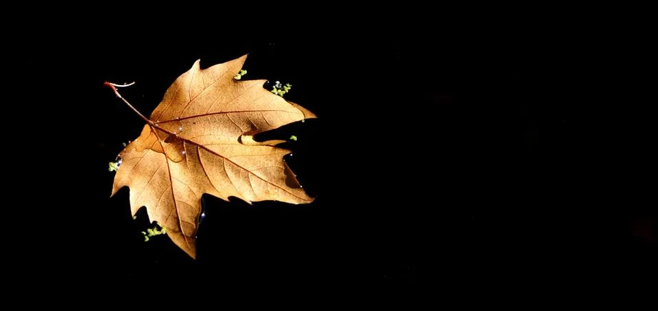 Leaf tree over the lake Stock-Fotos