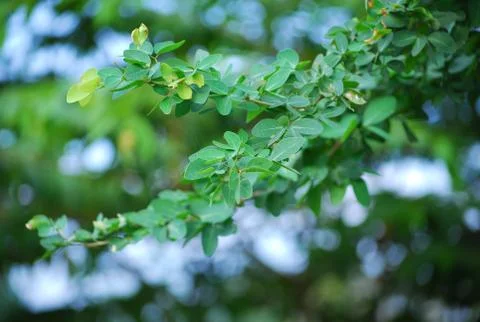 Leaf of tree Stock Photos