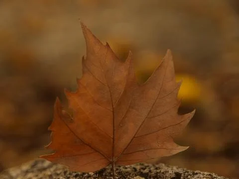 Leaf of a tree Stock Photos