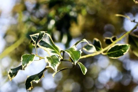 Leaf tree Stock Photos