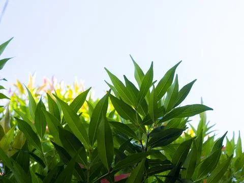 Leaf in the tree 写真素材